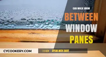 How Mold Grows Between Window Panes