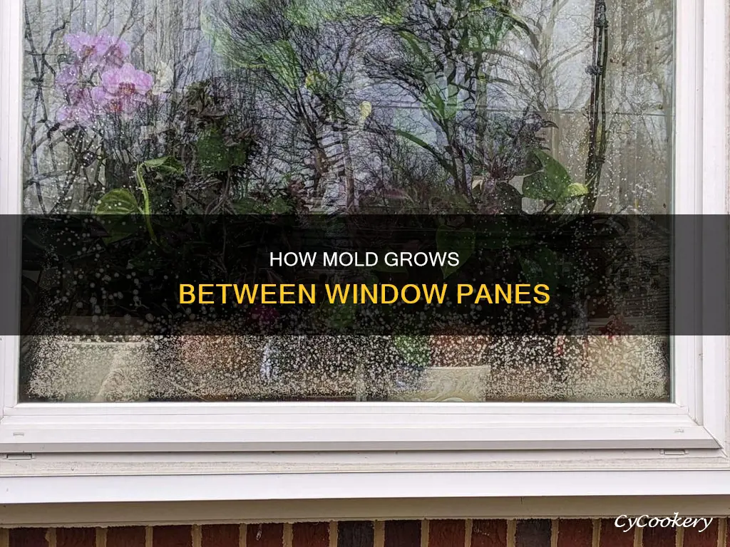 can mold grow between window panes