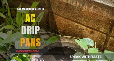 Mosquitoes and AC Drip Pans: A Haven?