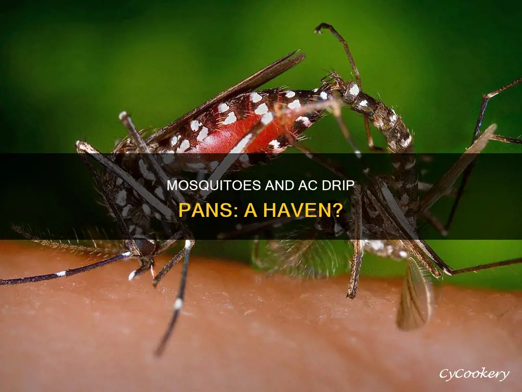 can mosquitoes live in ac drip pans