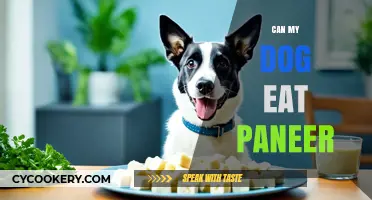Can Dogs Eat Paneer?