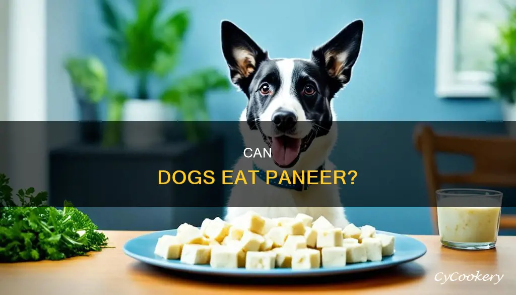 can my dog eat paneer