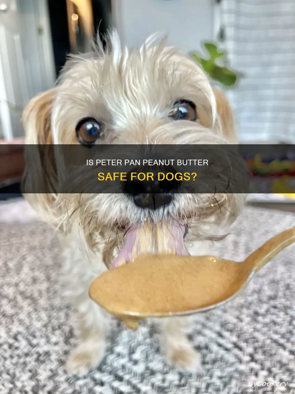 can my dog eat peter pan peanut butter