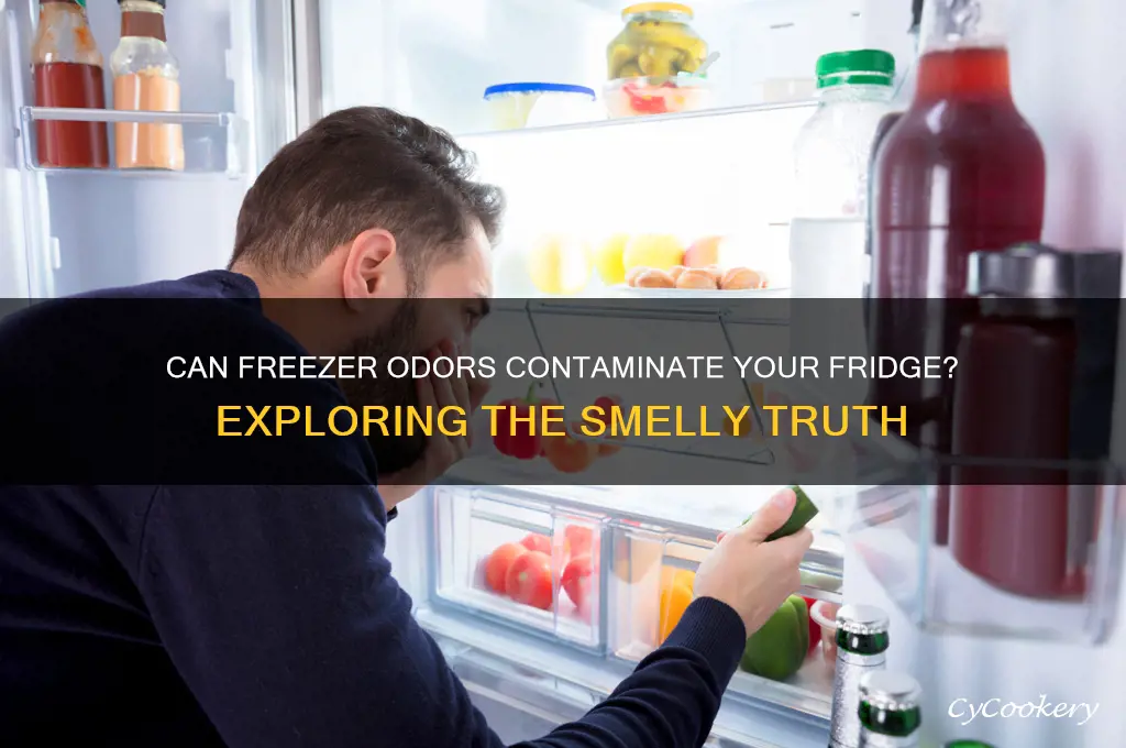 can odors transfer from freezer into refrigerator