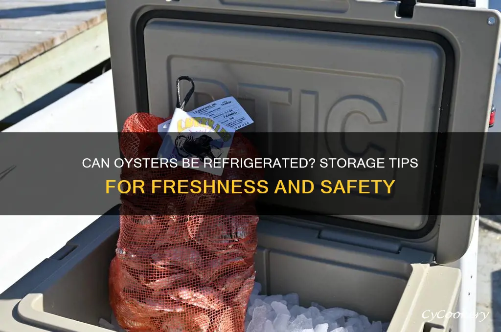 can oysters be refrigerated