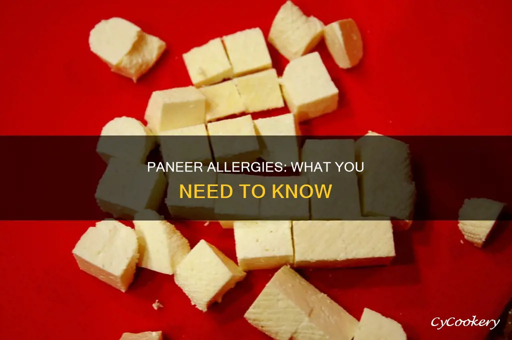 can paneer cause allergy