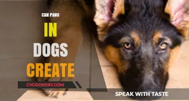 Pano in Dogs: Can It Create Joint Problems?