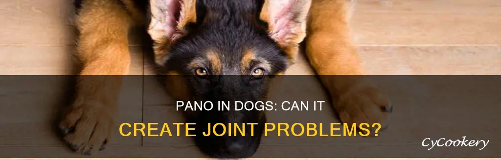 can pano in dogs create