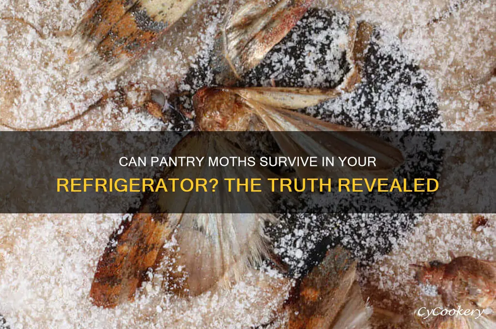 can pantry moths live in refrigerator