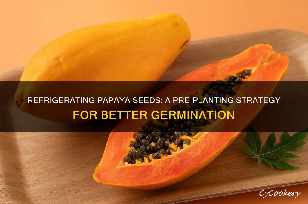 can papaya seeds be refrigerated before planting
