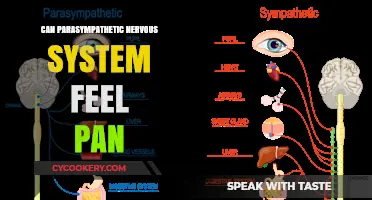How the Parasympathetic Nervous System Responds to Stress