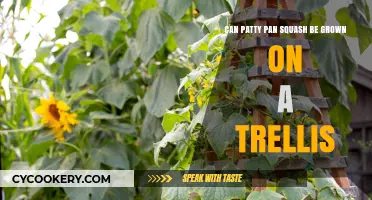 Grow Patty Pan Squash Vertically: A Trellis Guide