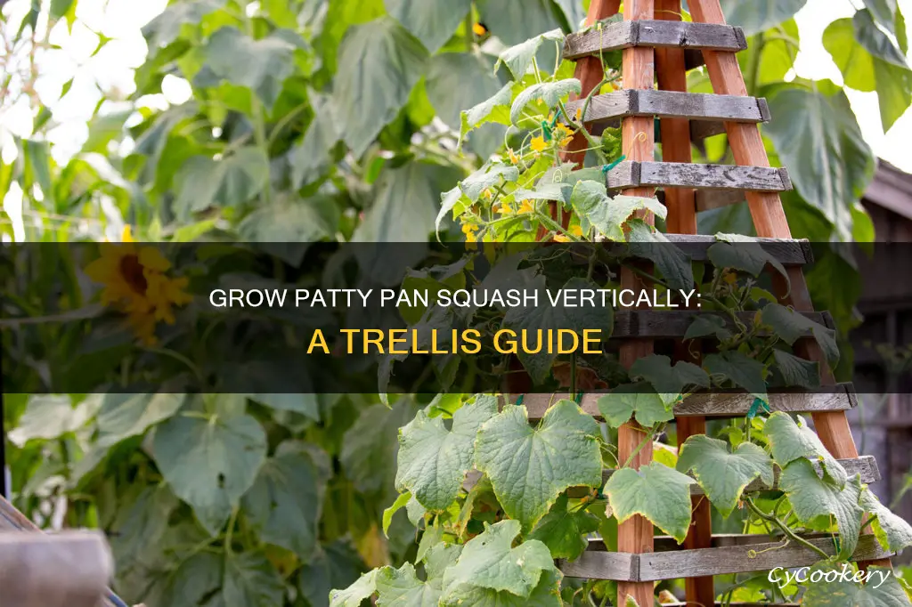 can patty pan squash be grown on a trellis