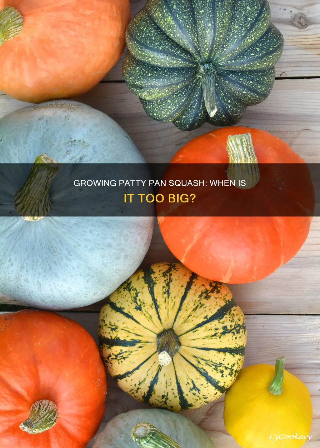 can patty pan squash get too big