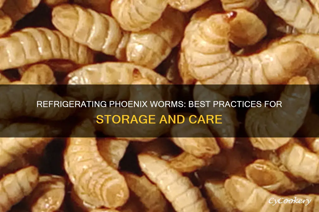 can phoenix worms be refrigerated