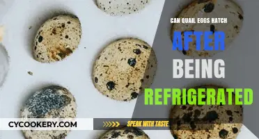 Can Refrigerated Quail Eggs Still Hatch? Exploring the Possibility