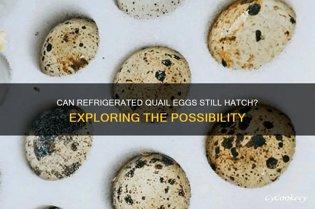can quail eggs hatch after being refrigerated