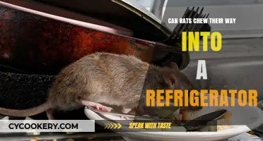 Can Rats Chew Through Your Fridge? Uncovering the Truth
