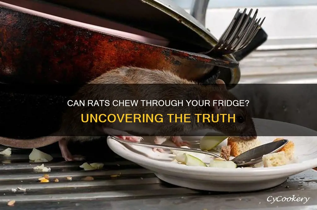 can rats chew their way into a refrigerator