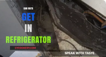 Can Rats Invade Your Fridge? Prevention Tips and Insights