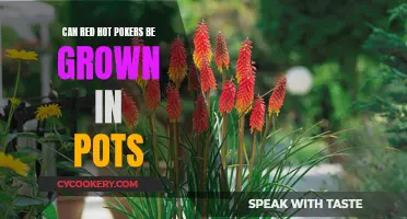 Potted Poker Plants: Growing Red Hot Pokers in Containers