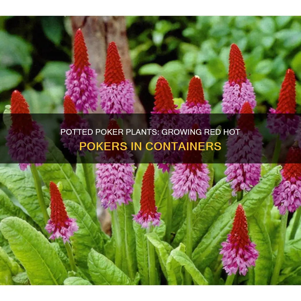 can red hot pokers be grown in pots