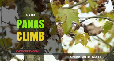 How Climbing Red Pandas Defy Gravity