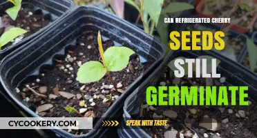 Refrigerated Cherry Seeds: Can They Still Sprout After Chilling?
