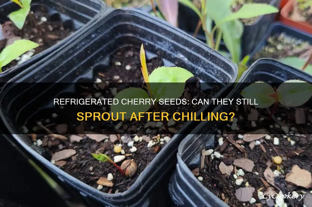 can refrigerated cherry seeds still germinate