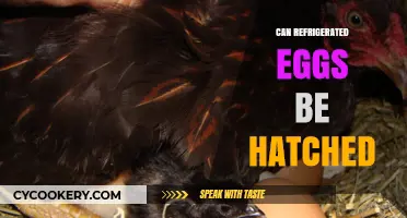 Can Refrigerated Eggs Hatch? Unraveling the Myth and Facts