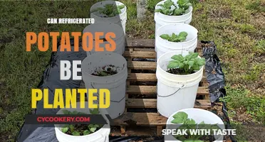 Can Refrigerated Potatoes Be Planted? A Gardening Myth Debunked