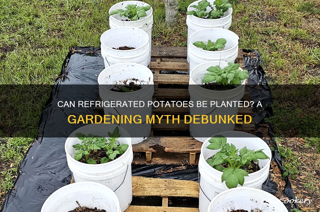 can refrigerated potatoes be planted