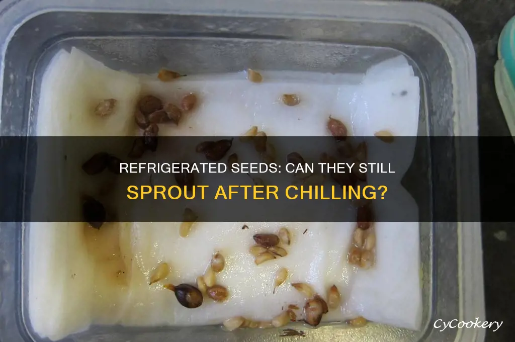 can refrigerated seeds still germinate