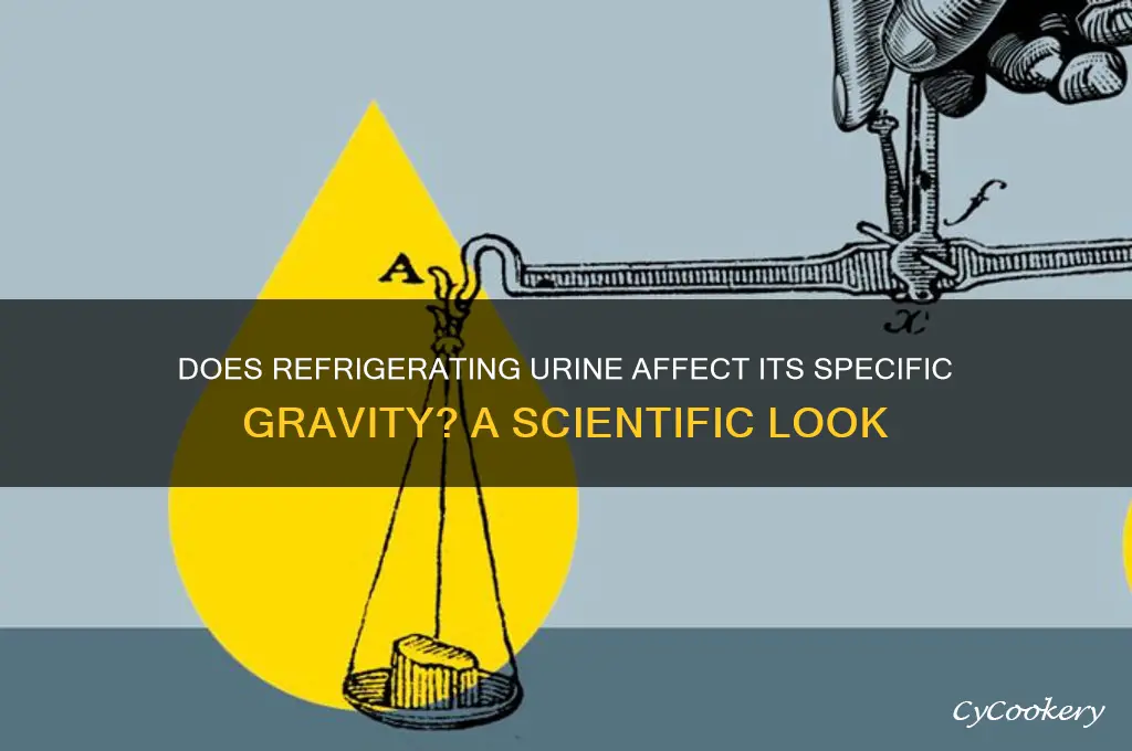 can refrigeration of urine increase specific gravity