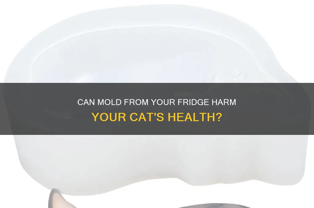 can refrigerator mold make cats sick