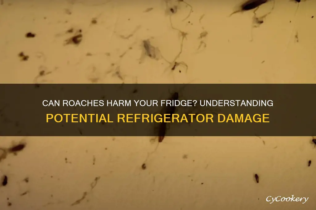 can roaches damage a refrigerator