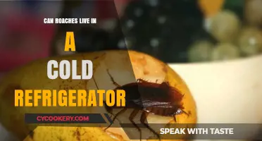 Can Roaches Survive in Cold Refrigerators? The Chilling Truth