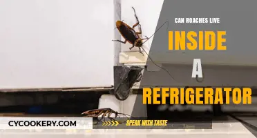 Can Roaches Survive Inside Your Refrigerator? Surprising Facts Revealed