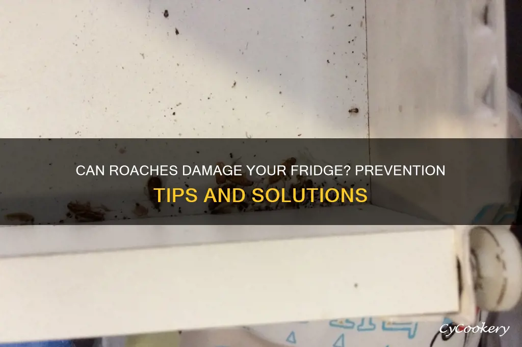 can roaches mess up your refrigerator