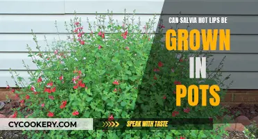 Potted Salvia Splendor: Exploring the Container Gardening Potential of Salvia Hot Lips