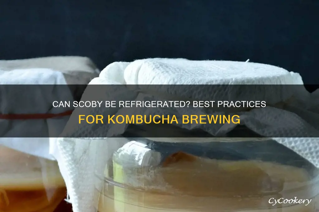 can scoby be refrigerated