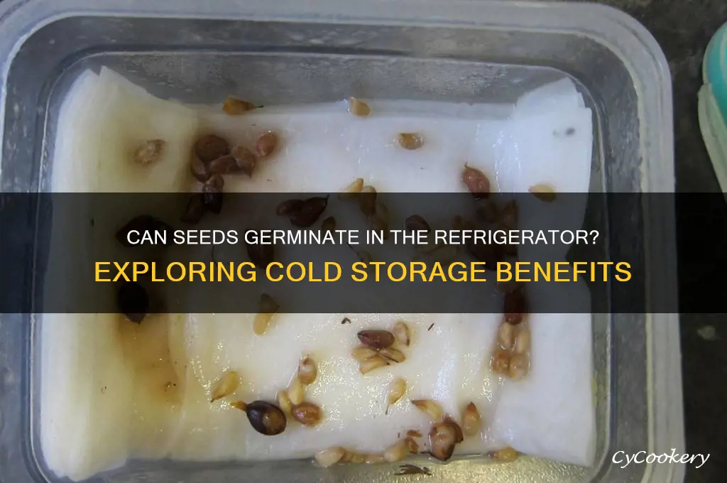 can seed germinate in refrigerator