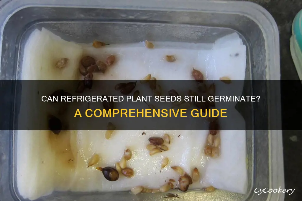 can seeds from refrigerated plant bevuded