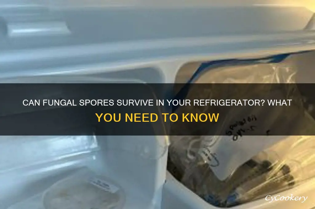 can spores from fungus stay in refrigerator