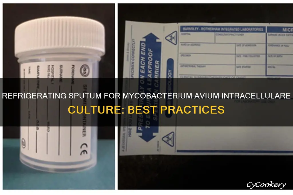 can sputum be refrigerated for mycobacterium avium intracellulare culture