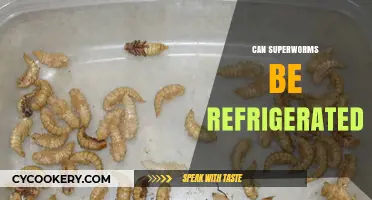 Can Superworms Survive in the Fridge? A Complete Guide
