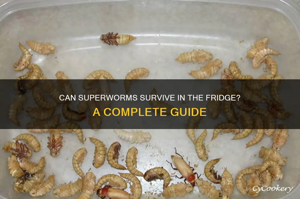 can superworms be refrigerated