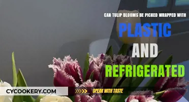 Refrigerating Tulip Blooms: Plastic Wrapping and Storage Tips Revealed