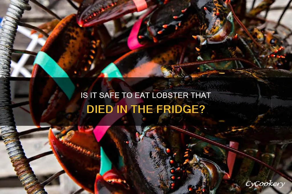 can u eat a lobster that died in the refrigerator