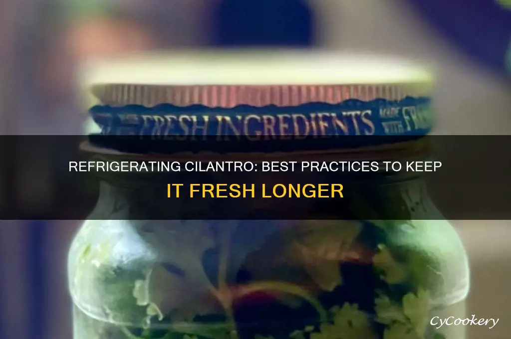 can u refrigerate cilantro